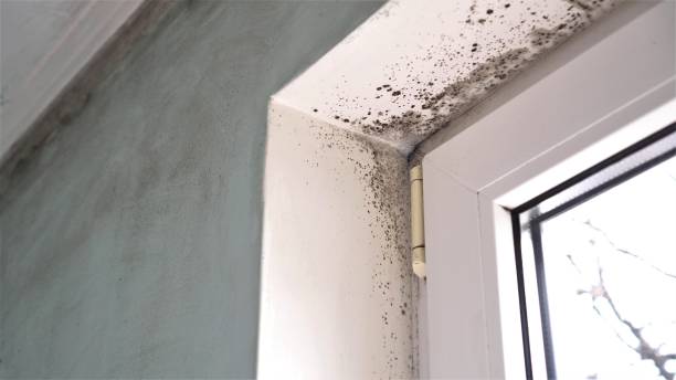 Best Certified Mold Removal  in Fennville, MI