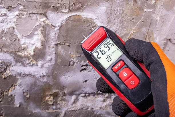 Best Local Mold Removal Service  in Fennville, MI