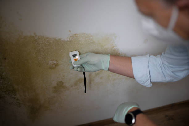 Best Mold Remediation  in Fennville, MI