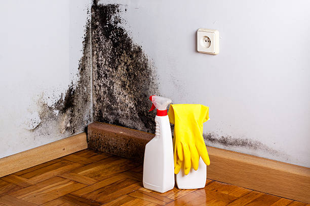 Best Professional Mold Removal  in Fennville, MI