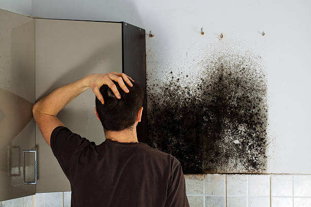 Best Attic Mold Removal  in Fennville, MI