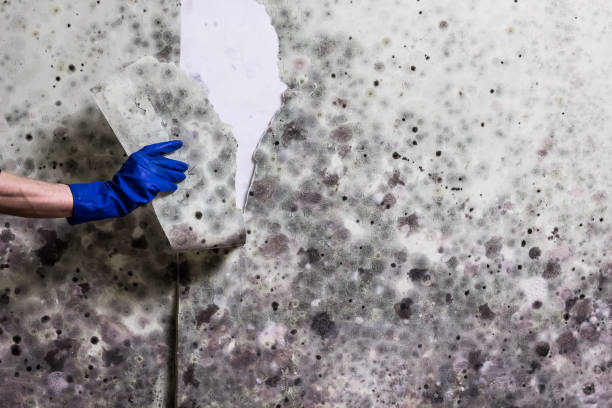 Best Emergency Mold Removal  in Fennville, MI