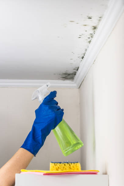 Best Residential Mold Removal  in Fennville, MI