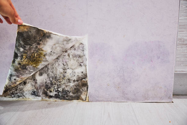 Best Emergency Mold Removal  in Fennville, MI